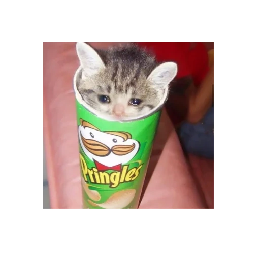 pringles, chipsiki cat, cute chips, a pack of chips, chips prungls