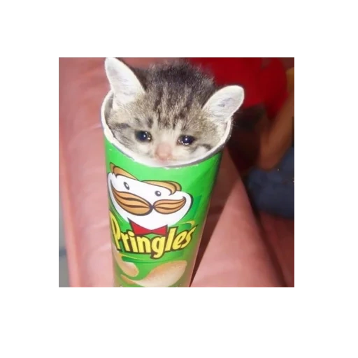 pringles, chipsiki katze, süße chips, eine packung chips, chips die aufgeregt sind