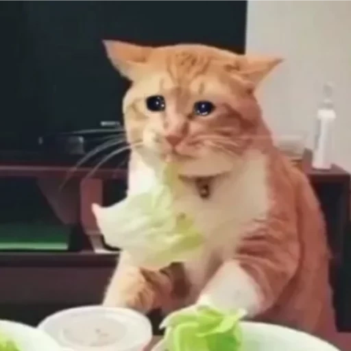der kater, die katze ist salat, katzenkohl, nifkusna ist traurig, traurige aber köstliche katze
