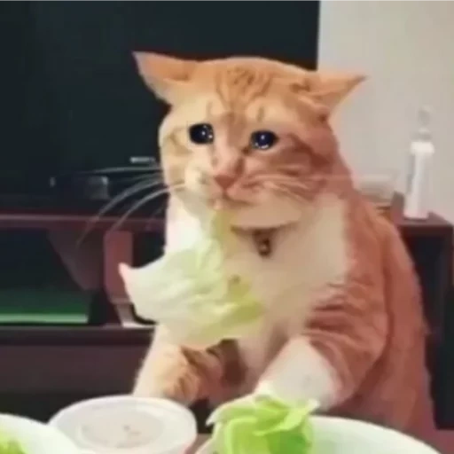 gato, el gato es ensalada, repollo de gato, nifkusna es triste, cat triste pero delicioso