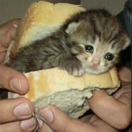 кот, кошка, кошечка, кот бутерброд, бутерброд котенком