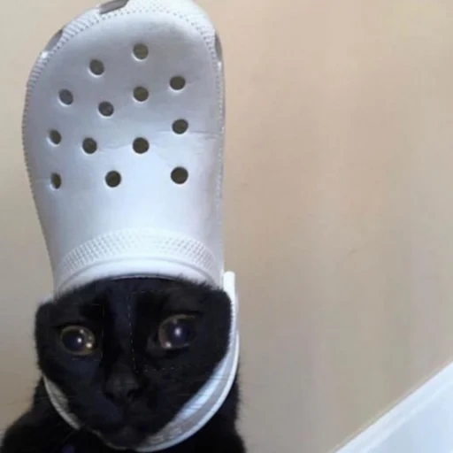 cat, cats, the cats are funny, cat with a slipper head, cute cats are funny