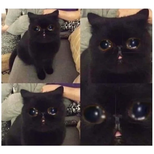 gatos de memes, gato negro, gato negro, gatos lindos, diversión de gato negro