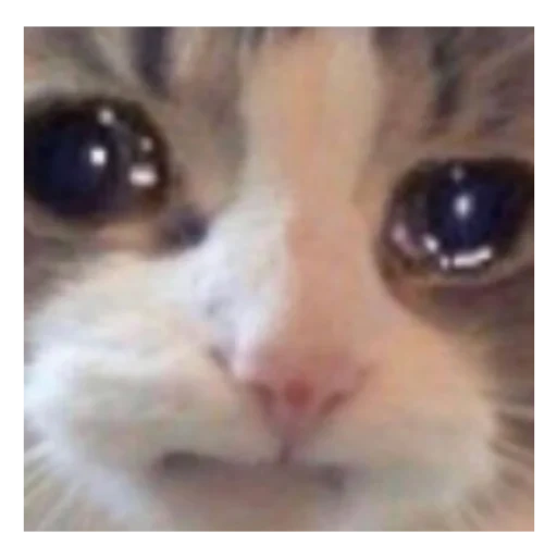 mem cat, dann die katze, die katze ist traurig, memic süße katze, die katze ist ein trauriges meme