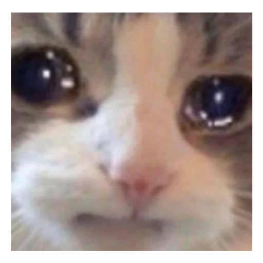 mem cat, entonces el gato, el gato está triste, memic lindo gato, el gato es un meme triste