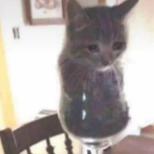 gato, gato, el gato es un vaso, el gato es de vidrio, el gato es un vaso de meme