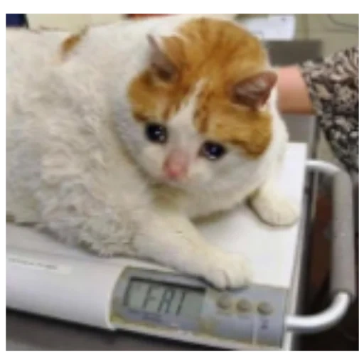 кот, кот весах, жирный кот, толстый кот, самая толстая кошка