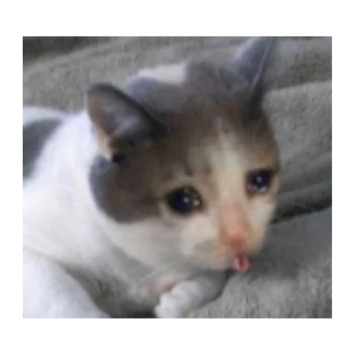 kucing, kucing menangis, crying cat, kucing itu lucu, hewan lucu