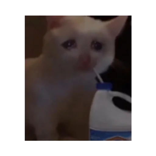 katze, katzenschrei, mem cat, die katze weint mit einem meme, eine platzende katze