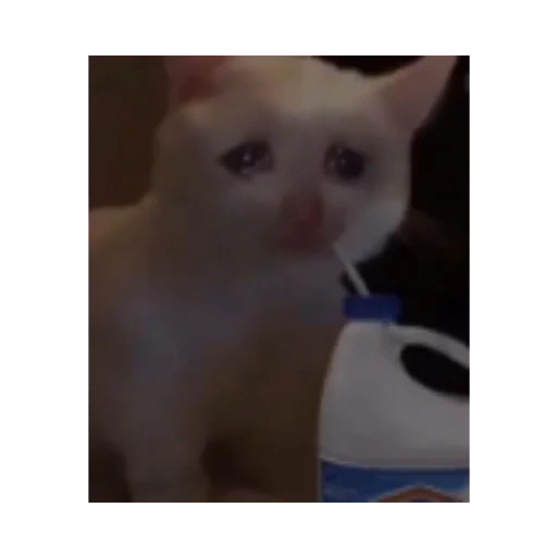 gato, coro de gato, mem cat, o gato chora com um meme, um gato estourando