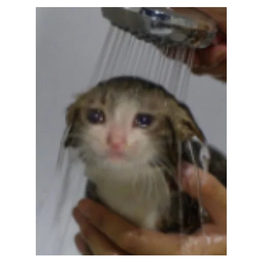 cat, wet cat meme, funny animals, the kitten is sad, cat in the rain meme