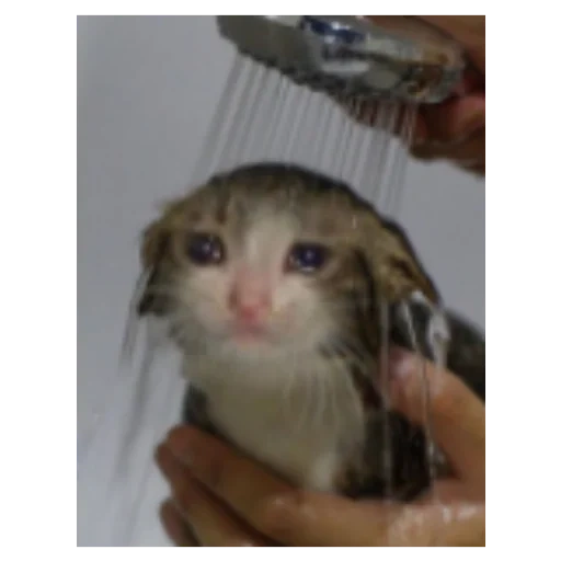 gato, meme de gato mojado, animales divertidos, el gatito está triste, gato en el meme de la lluvia