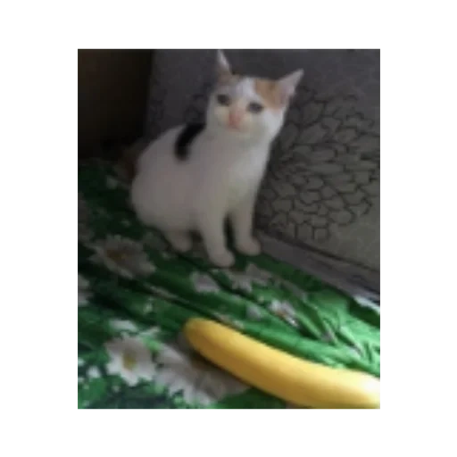 кот, кот огурец, кот бананом, кошка огурец, кот бананом оригинал