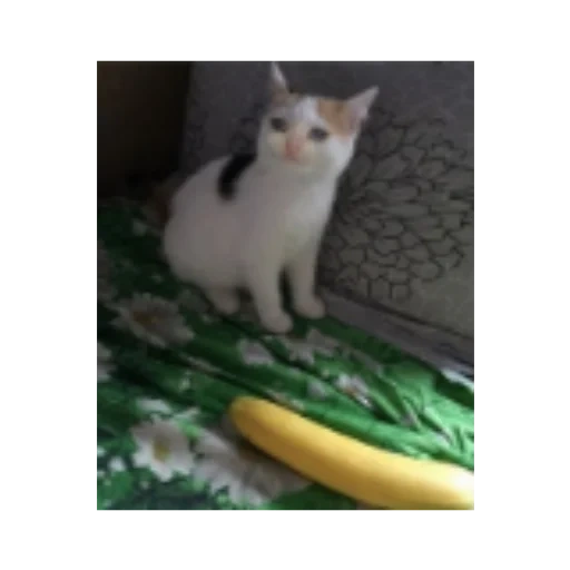 gatto, il cetriolo del gatto, il gatto è la banana, cetriolo di gatto, il gatto è l'originale