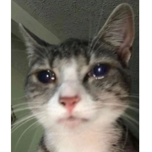 a cat, crying cats, the cats are funny, sad cat meme, cute cats are funny