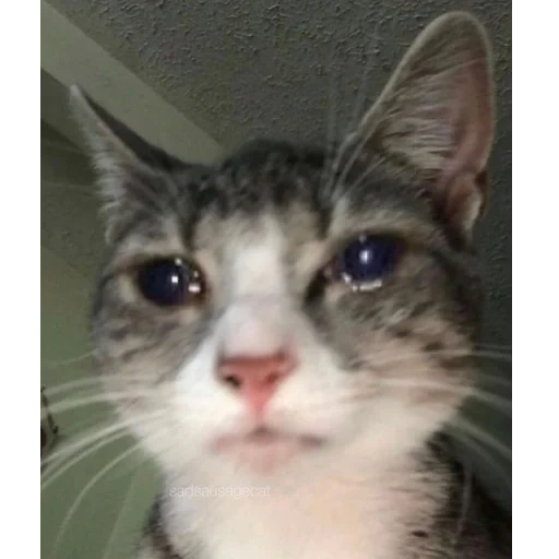 um gato, gatos chorando, os gatos são engraçados, sad cat meme, gatos fofos são engraçados