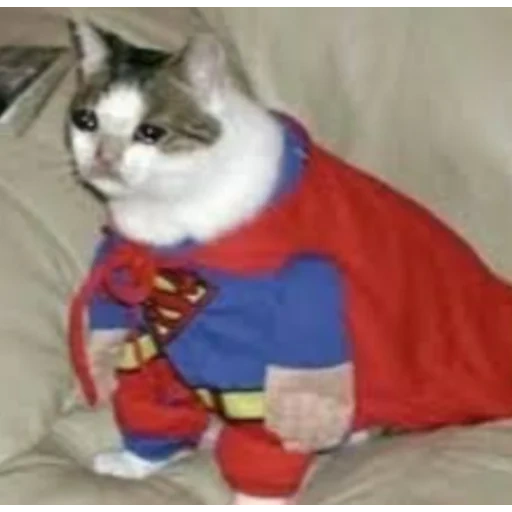 cat superman, superheldenkatze, superhelden katze, die katze ist superman kostüm, katzenkostüme von superhelden