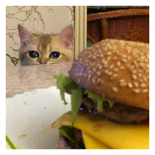 кот бургер, кот мемный, мемный котик, i can has cheezburger, котики смешные котики