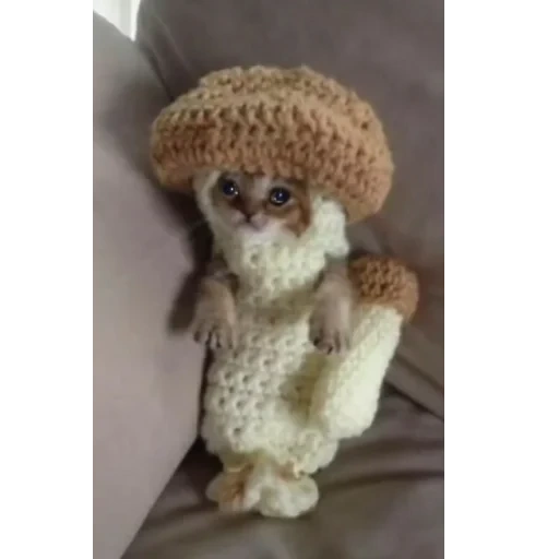um brinquedo, cogumelo de gato, o gato é um traje de cogumelo, gatinhos encantadores, um traje de gatinho de um cogumelo