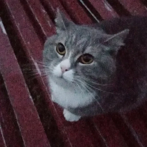 gatto, gatto, un gatto, il gatto è grigio, novosibirsk grey cat