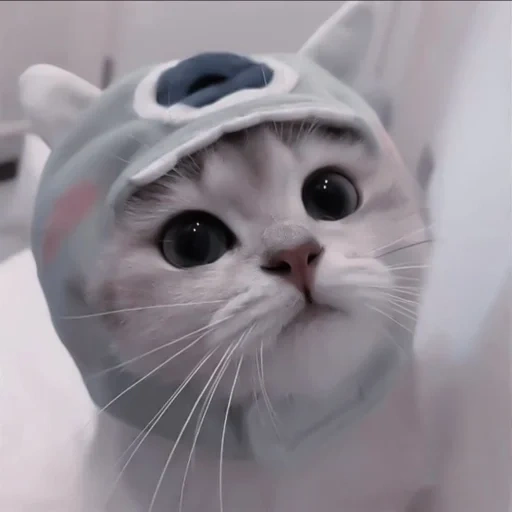 kucing, kucing lucu, anak kucing kitty, kucing kucing, topi kitty