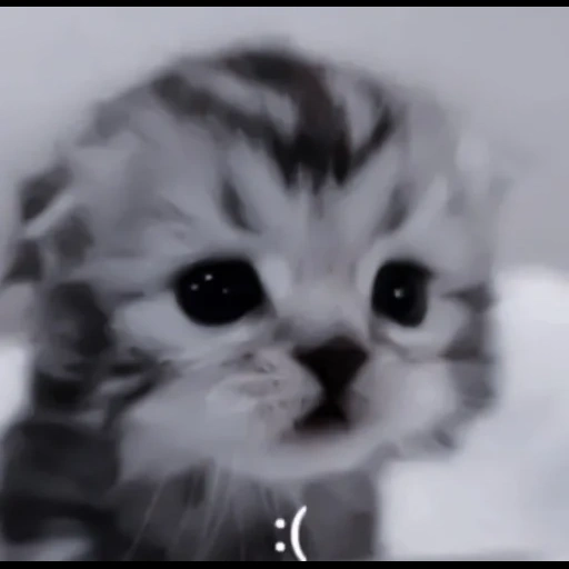 kucing, anak kucing yang lucu, kucing binatang, anak kucing yang menyedihkan, a cute kitten menangis