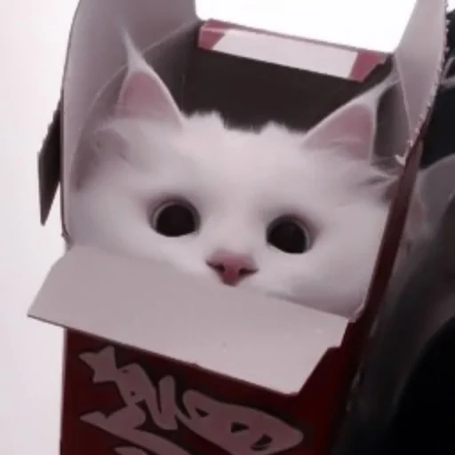 gatto, il gatto è la scatola, gatti carini, i gatti sono divertenti, una simpatica scatola per gatti