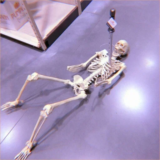 skelett-dummy, skelett, das innere skelett, menschliche knochen, menschliches skelettmodell