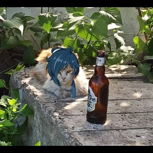 аниме, бутылка, аниме фан, аниме идеи, аниме пиво