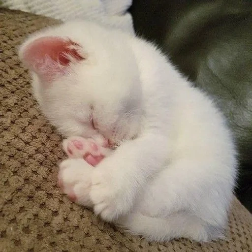 anak kucing itu putih, kucing binatang, kucing lucu berwarna putih, anak kucing putih tidur, kucing itu lucu lucu