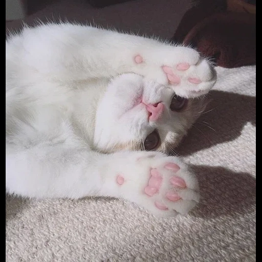 cat, cat's paw, white cat, kitten's feet, animals are cute