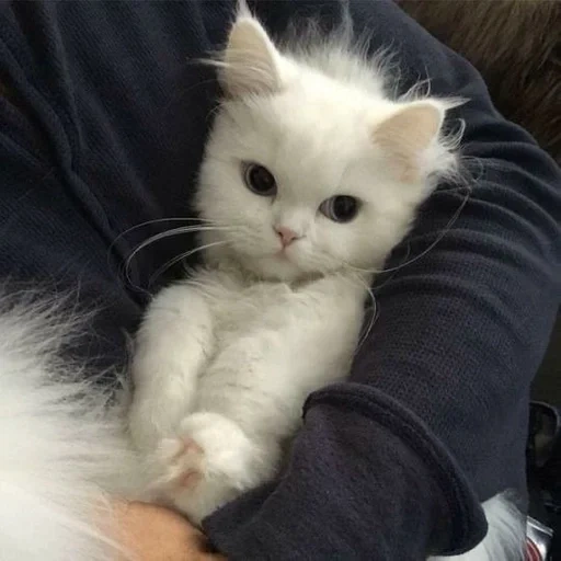 cat, seal, lovely seal, kitty white, a charming kitten