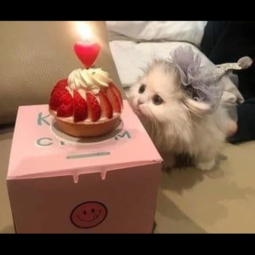 cat, cats, les animaux sont drôles, l'animal le plus mignon, gâteau chatte mignon
