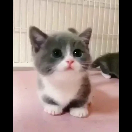 lovely seal, cute kittens, cats, cute cats are funny, a charming kitten