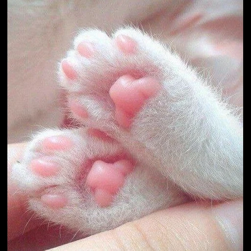 foot, cat's paw, lovely feet, cat's paw, cute cat's paw
