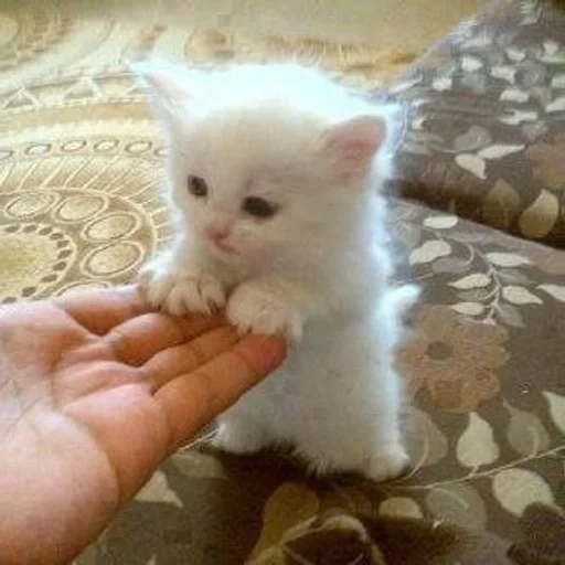 gattino bianco, i gatti, animali felini, gatto dolce bianco, piccolo gatto bianco