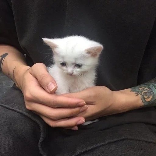 cat, cat, kitten aesthetics, white cat hand, a charming kitten