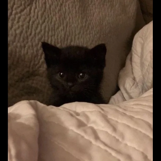 cat, seal, cat black, kitty black, a charming kitten