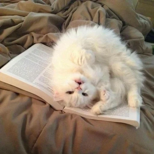 кот, пушистый, усталый котик, сонный котенок, белый уставший кот