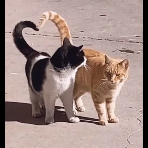 cat, die katze, cat cat, lustige katze, cat fighting