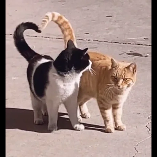 gato, gato, gato gato, gatos graciosos, lucha de los gatos