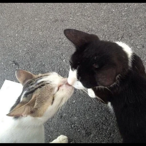 кот, кошка, котик, животные кошки, поцелуй кошачье место