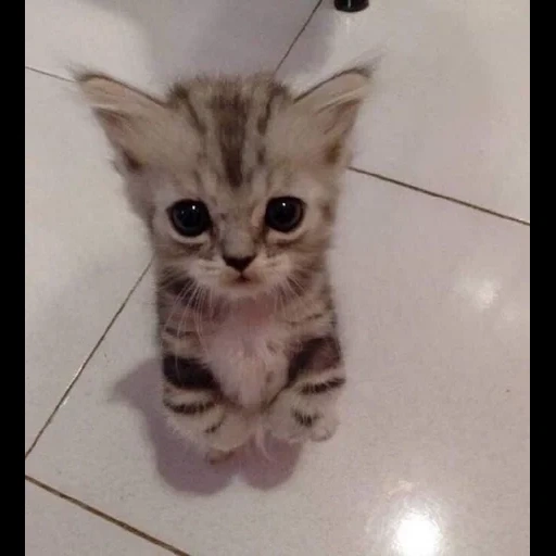 cats, phoques, félins, charmant phoque, les chatons sont mignons