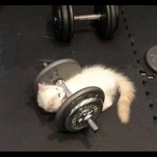 cat, barbell cat, seals are ridiculous, cute cats are funny, funny cat play