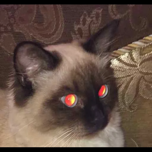 gato tailandês, gato siamês, gato birmanês, gato siamês, olhos vermelhos do gato siamês