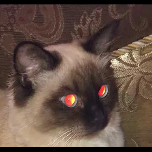 thai cat, siamesische katze, birmanische katze, siamesische katze, siamese katze rote augen