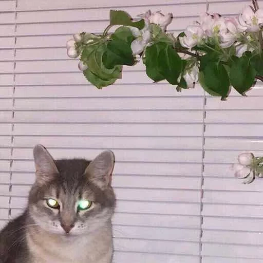 кот, кошка, кошечка, животные кошки, плёй лист грустный