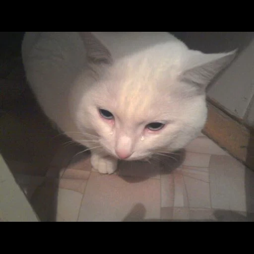 cat, cat, cat, funny animals, white cat cries
