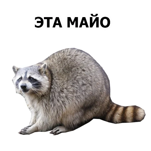 raccoons, smooth valakas, raccoon without a background, half raccoon, raccoon with a white background