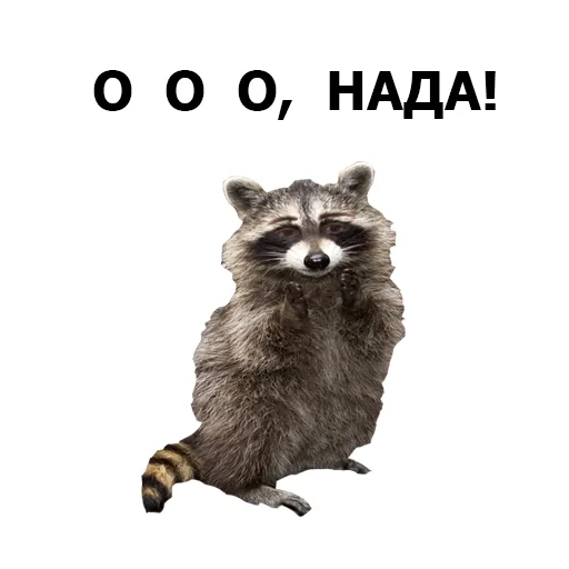 raccoons, raccoon, raccoon strip, raccoon with a white background, strip raccoon enotovich